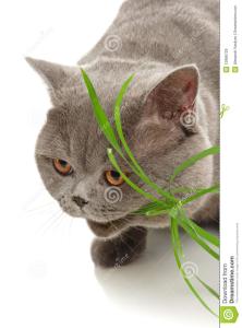 猫吃草的原因 猫为什么吃草 猫吃草的原因
