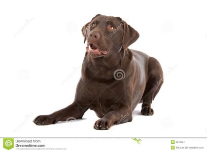 狗为什么不能吃巧克力 狗为什么不能吃巧克力 狗不能吃巧克力的原因
