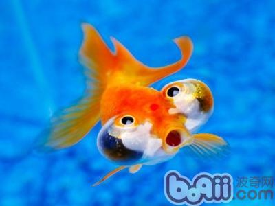 金鱼为什么吐泡泡 金鱼为什么会吐泡泡 金鱼吐泡泡的原因