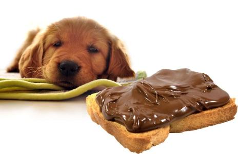 狗狗不能吃巧克力 狗狗为什么不能吃巧克力 狗狗不能吃巧克力的原因