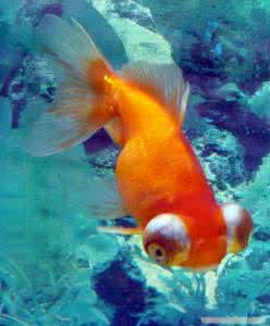 金鱼会吃同类吗 金鱼为什么吃同类 金鱼吃同类的原因