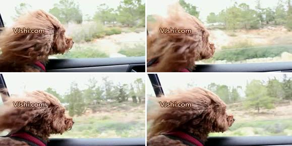 小狗 吹风机烫 小狗为什么怕吹风 小狗怕吹风的原因