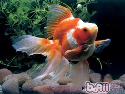 金鱼为什么吐泡泡 金鱼为什么吐泡泡 金鱼吐泡泡的原因