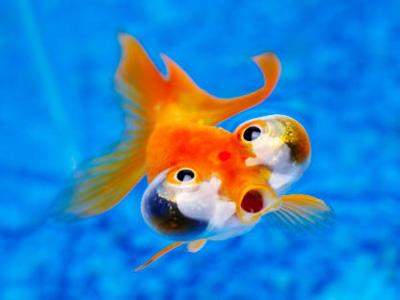金鱼为什么吐泡泡 夏天金鱼为什么老是吐泡泡