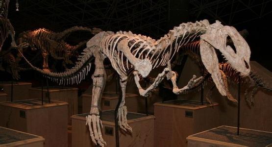恐龙化石的故事 恐龙化石是怎么形成的