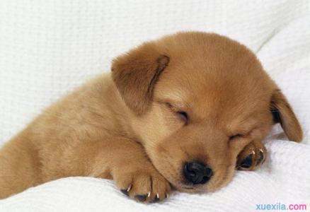 狗狗为什么爱睡觉 狗狗为什么爱上床睡 狗狗爱上床睡的原因