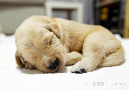 狗狗为什么爱睡觉 狗狗为什么爱睡觉 狗狗爱睡觉的原因