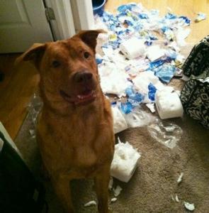 女人喜欢养大狗的原因 狗为什么喜欢吃纸 狗喜欢吃纸的原因
