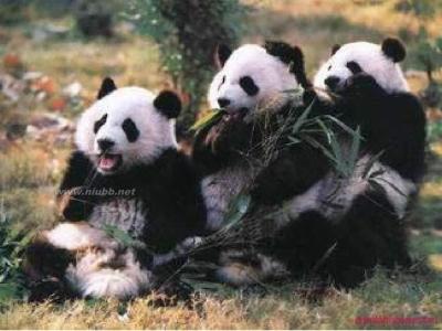 为什么大熊猫是国宝 大熊猫为什么会成为国宝 大熊猫成为国宝的原因