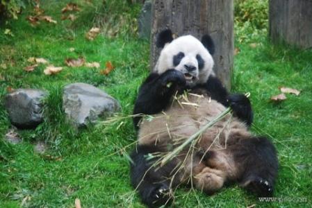大熊猫为什么叫食铁兽 大熊猫为什么叫食铁兽 大熊猫叫食铁兽的原因