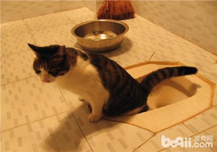 为什么猫咪喜欢闻主人 猫咪为什么都喜欢看主人上厕所