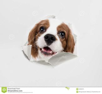 狗狗爱吃纸 狗为什么爱吃纸 狗吃纸的原因