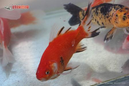 红色金鱼变黑 红色的金鱼为什么变黑 红色金鱼变黑原因详解