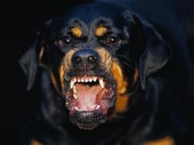 狗的狂犬病是怎么来的 狗狗为什么会得狂犬病