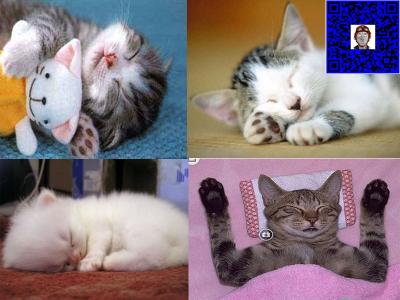 猫咪为什么爱睡觉 猫咪为什么爱睡觉 猫咪爱睡觉的原因