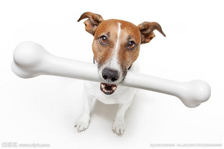 狗为什么爱吃骨头 狗狗为什么爱吃骨头 狗狗爱吃骨头的原因