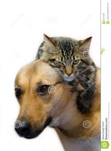 猫狗为什么不和 狗跟猫为什么不和 狗跟猫不和的原因