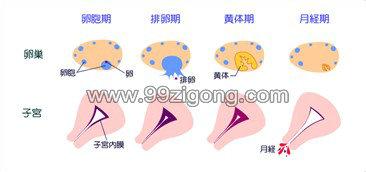 月经形成的原因 月经形成的原因有哪些