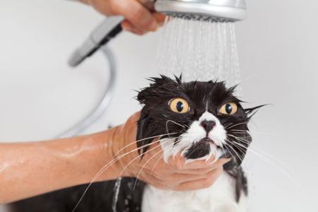 为什么猫喜欢看人洗澡 为什么猫怕水