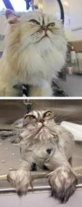 猫咪讨厌什么味道 猫咪为什么讨厌洗澡 猫咪讨厌洗澡的原因