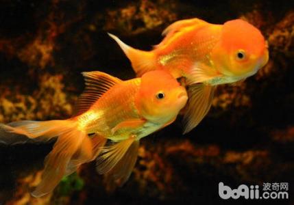 金鱼为什么会变色 金鱼为什么会变色 金鱼变色的原因