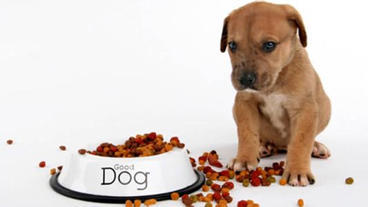 狗狗不吃饭的原因 狗为什么不吃饭了 影响狗狗食欲的原因