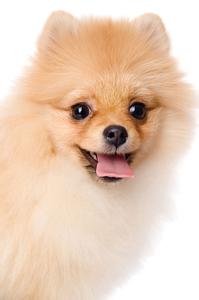 小狗为什么吐舌头 小狗为什么吐舌头 小狗吐舌头的原因
