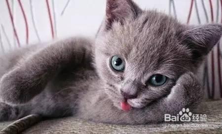 猫咪吐舌头是什么原因 猫咪为什么会吐舌头 猫咪吐舌头的原因