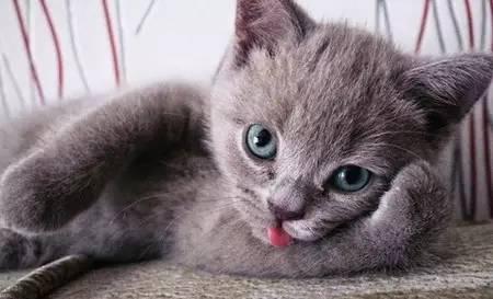猫咪吐舌头是什么原因 猫为什么吐舌头 猫吐舌头的原因