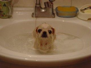 狗狗洗完澡发抖 狗狗洗完澡为什么发抖 狗狗洗澡小窍门