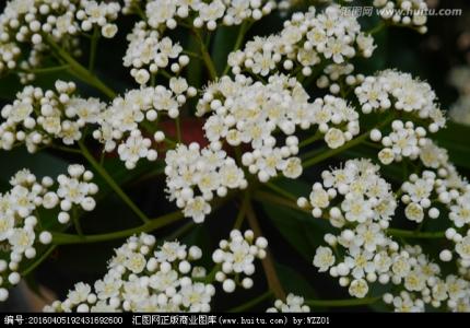 石楠花 开花 石楠花什么时候开_石楠花什么时候开花