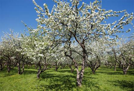 苹果树开花 苹果树花什么时候开_苹果树花什么时候开花(2)