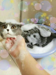 猫咪为什么喜欢和人睡 猫咪为什么不喜欢洗澡