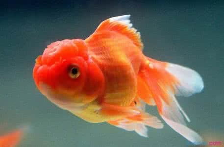 金鱼为什么不会眨眼 金鱼为什么不会眨眼 金鱼不会眨眼的原因