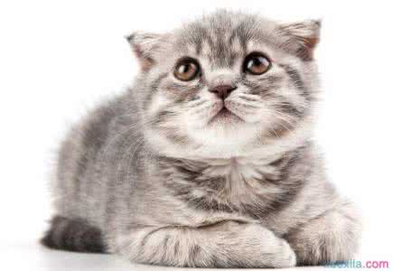 世界上最可爱的猫咪 为什么猫很可爱 世界上最可爱的猫咪