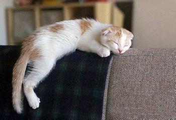 猫为什么爱睡觉 为什么猫喜欢睡觉
