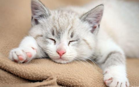 猫为什么喜欢睡在胸口 小猫为什么爱睡觉