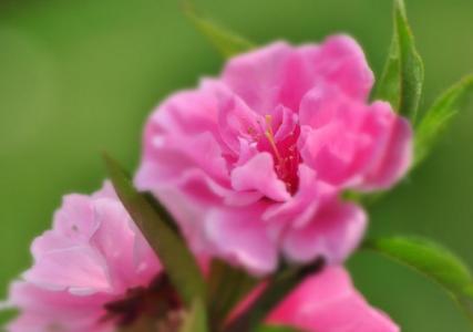 桃花什么时候开花 碧桃花什么时候开_碧桃花什么时候开花