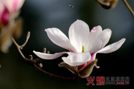 玉兰花什么季节开花 玉兰花什么时候开_玉兰花什么时候开花