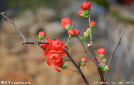 红梅盆景栽培和养护 红梅花怎么养 红梅花的日常养护