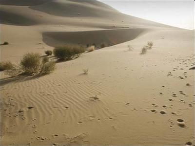 沙漠化的防治 世界防治沙漠化与干旱日活动总结