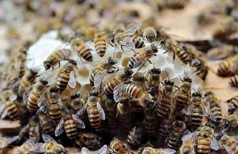 春繁特种养蜂技术视频 养蜂秋繁工作技术