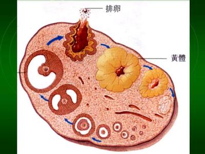 吃什么卵泡长的多又好 吃什么卵泡长得好