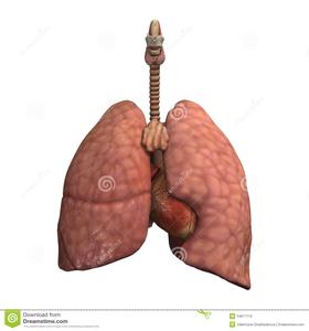 肺气肿吃什么药最有效 吃什么东西可以有效地清理肺