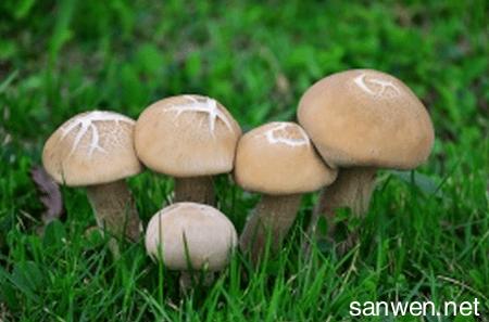 养蘑菇需要什么条件 养蘑菇怎么养