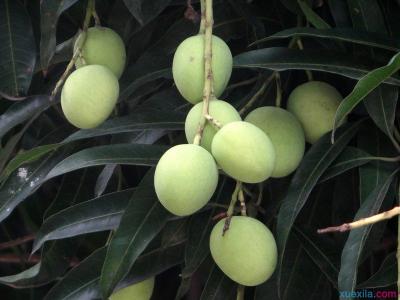 扁桃和芒果的区别 扁桃和芒果的区别_芒果的食用功效