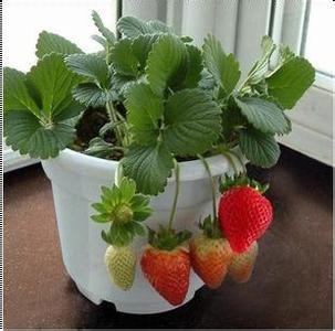 草莓在家怎么种植盆栽 盆栽草莓需要怎么种植