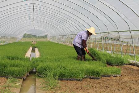 水稻旱育秧技术 水稻旱育秧的苗床培育技术