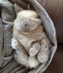 老是想睡觉怎么回事 兔子老是睡觉到底怎么回事