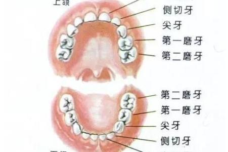 小孩子换牙要吃什么 小孩换牙齿吃什么好